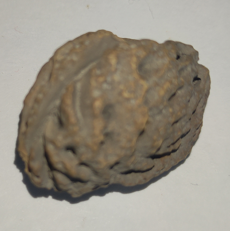 Noix fossilisée