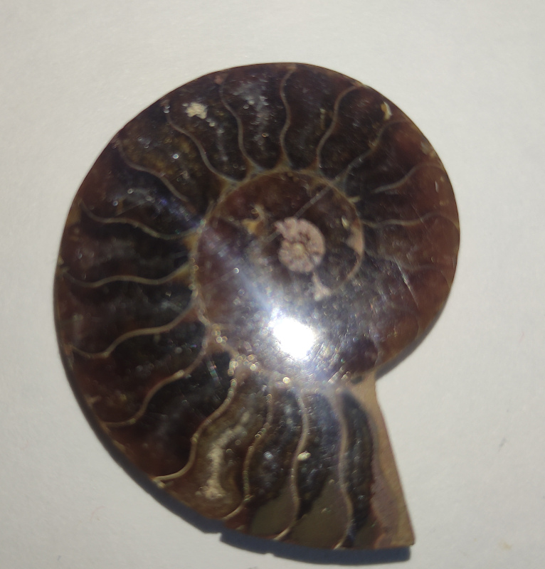 Ammonite polie
