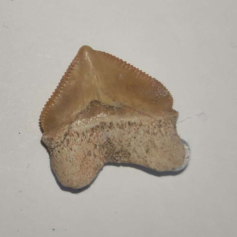 Dent de requin